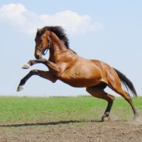 Росгосстрах заключил договор страхования племенных лошадей на 1,7 млн рублей