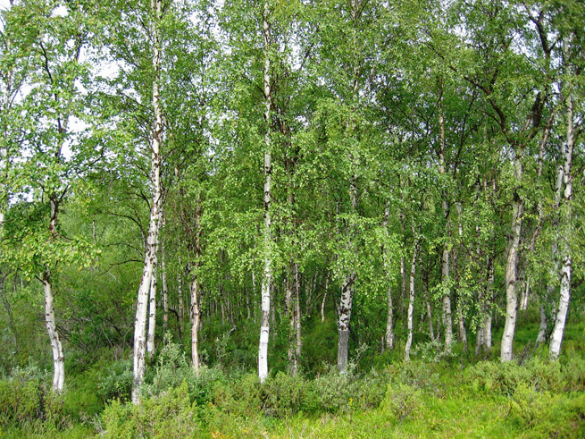 В Правительстве предложили ввести обязательное страхование леса